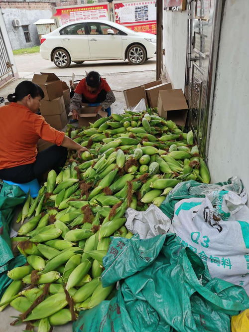 農產品開啟云銷售模式，助力戰疫扶貧攻堅